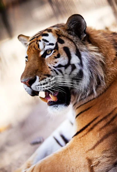 Tiger in the Novosibirsk zoo — Stock Photo, Image