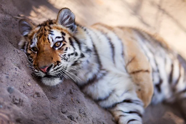 Tygr v novosibirsk zoo — Stock fotografie