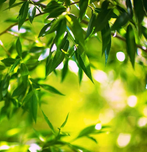 Stock image Beautiful green leaves