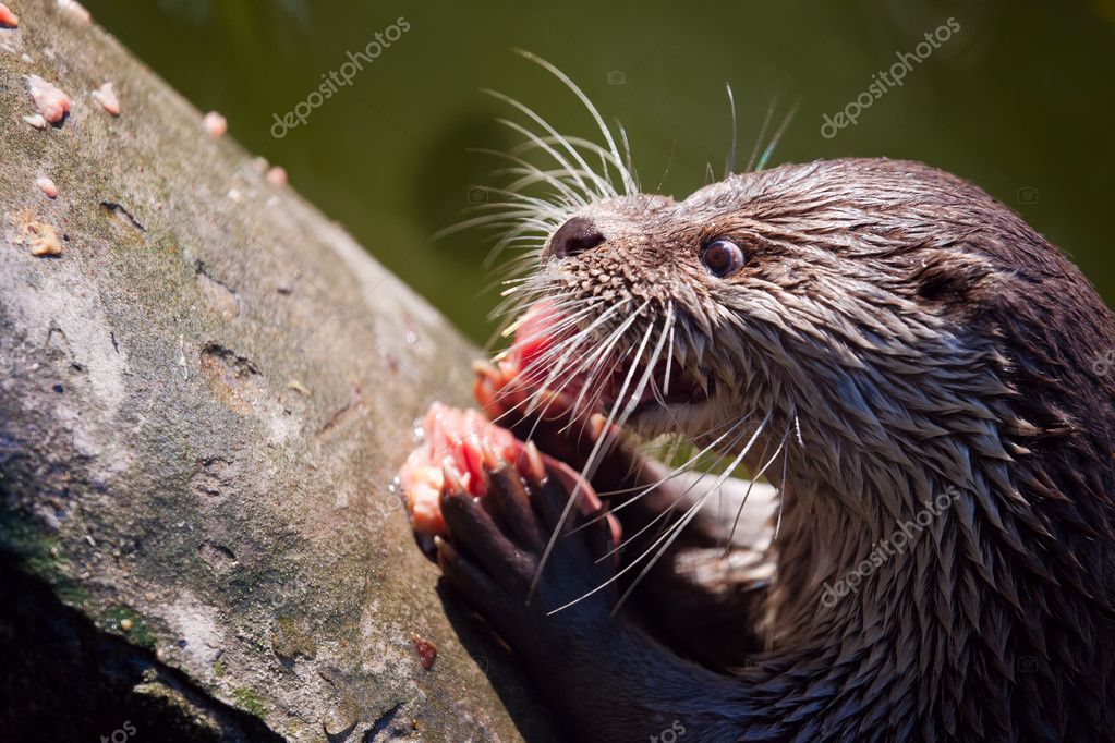 400 Giant River Otter Stock Photos Free Royalty Free Giant River Otter Images Depositphotos