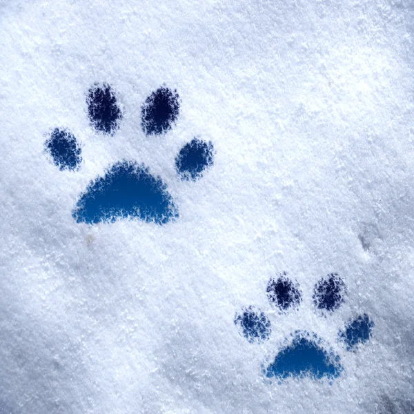 Pie de animal en nieve — Foto de Stock