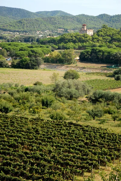 Spanyol vineyard스페인 포도 원 스톡 사진