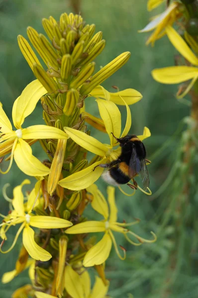 Bumblebee çiçek