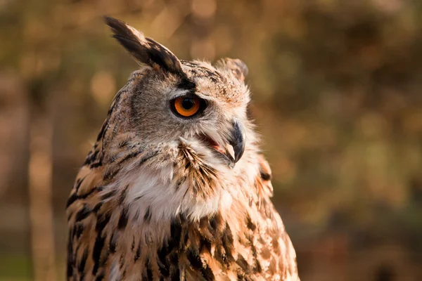 stock image Brown owl portrait