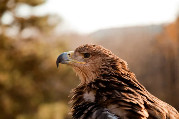 Vista de perfil de águila de montaña Imágenes De Stock Sin Royalties Gratis