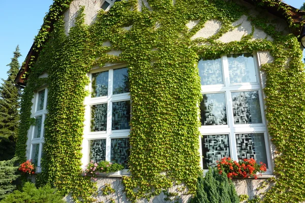 stock image House with Virginia creeper