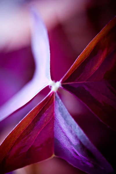 stock image Close up of Purple plant leaf