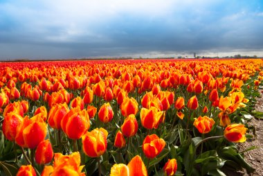 Tulip field in dutch countryside