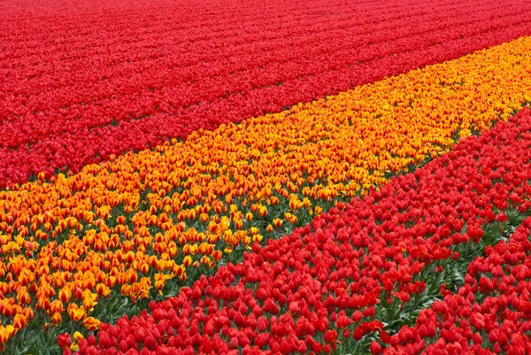 Tulpen — Stockfoto