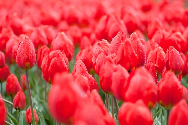 Tulpen veld — Stockfoto
