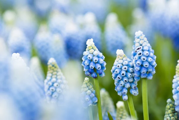 stock image Heather flowers blossom