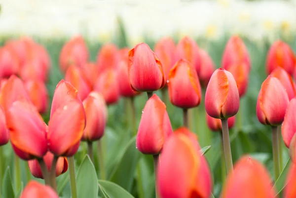 Голландские тюльпаны весной — стоковое фото