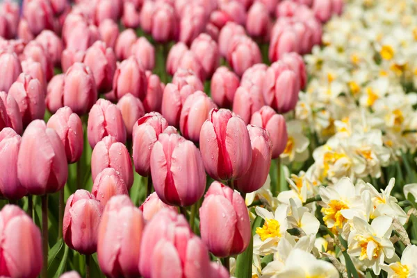 Holandské tulipány na jaře — Stock fotografie