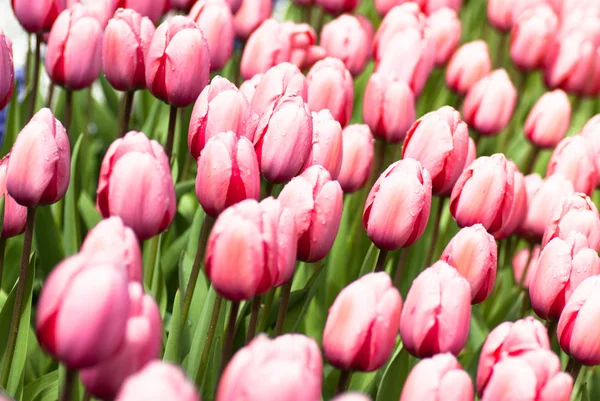 Holenderskie tulipany wiosną — Zdjęcie stockowe