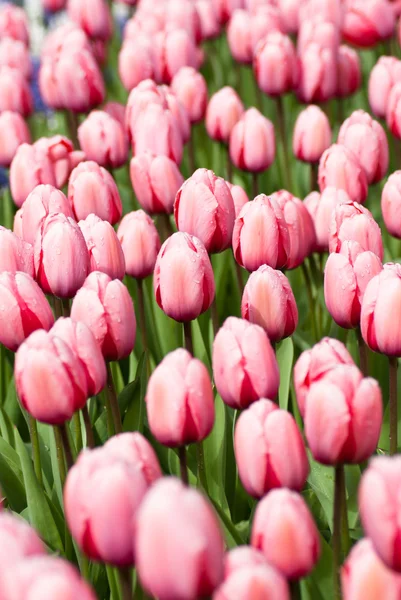 Nederlandse tulpen in het voorjaar — Stockfoto