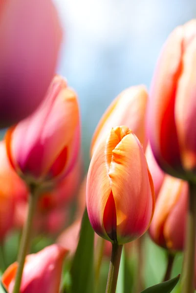 stock image Tulips