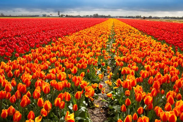Tulpenfeld in holländischer Landschaft — Stockfoto