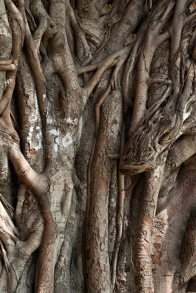 Indian zen tree — Stock Photo, Image