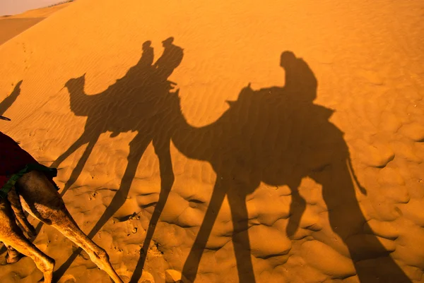 Верблюжья тень в пустыне — стоковое фото