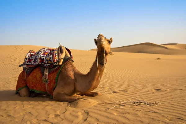 Camel on the desert — Stock Photo, Image