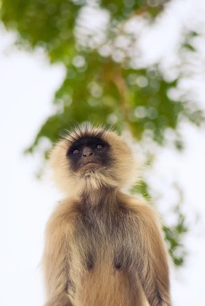 猿 — ストック写真
