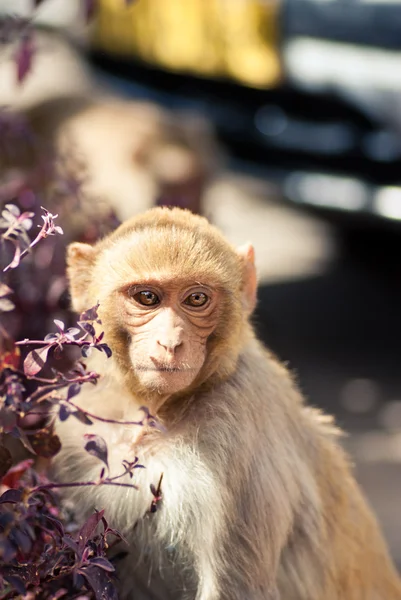 Scimmie — Foto Stock