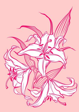 Wite lilies clipart