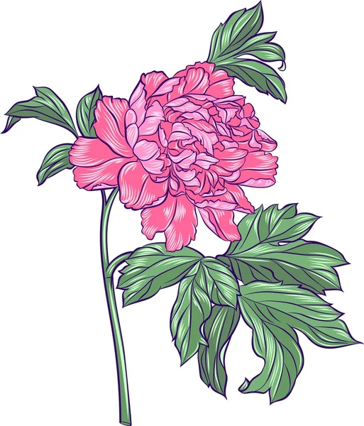 Peônia rosa Ilustrações De Stock Royalty-Free