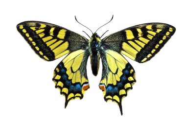 Old World Swallowtail (Papilio-machaon) butterfly on white backg clipart