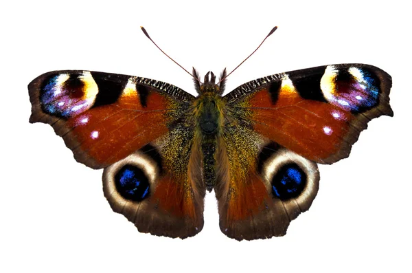 stock image European Peacock (Inachis-io) butterfly on white background