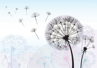 Dandelions clipart