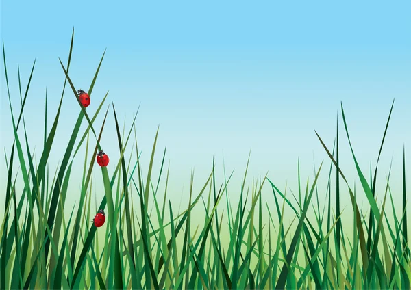 Τρεις ladybugs περπάτημα στο πράσινο γρασίδι ενάντια στον ουρανό — Διανυσματικό Αρχείο