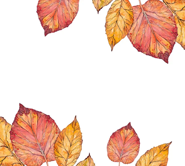 Группа осенних листьев — стоковое фото