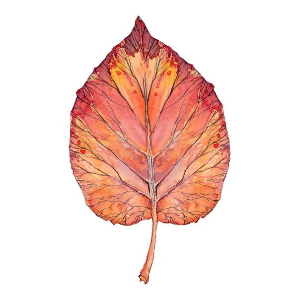 Kırmızı yaprak, suluboya — Stok fotoğraf