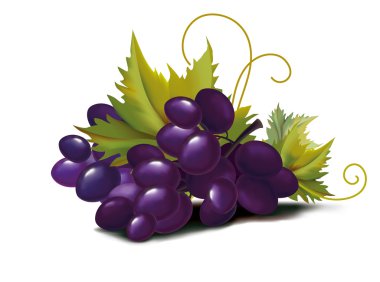 Grapes violet clipart