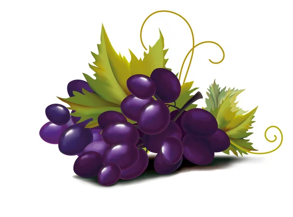 Uvas violeta — Vector de stock