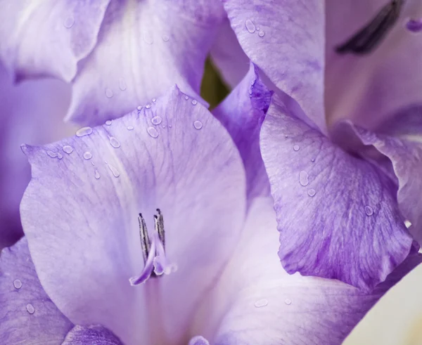 Gladioli의 꽃다발 — 스톡 사진