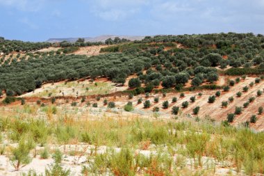 zeytin ağaçları peyzaj