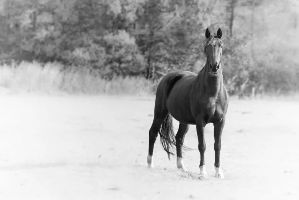 Черная лошадь — стоковое фото