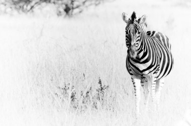Zebra savannah üzerinde