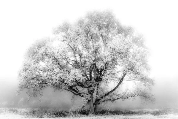 stock image White Tree