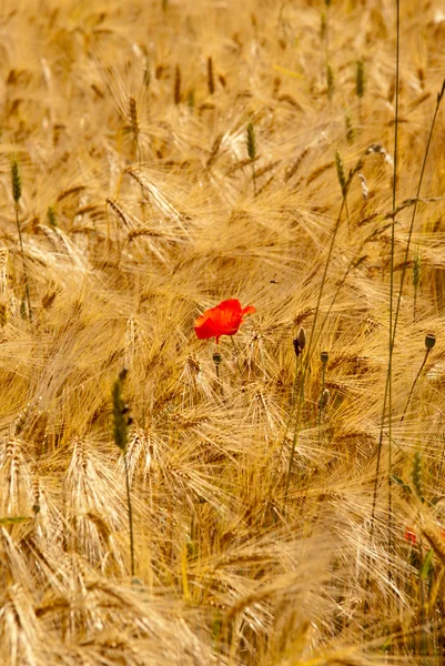 Röd vallmo i gula fältet — Stockfoto