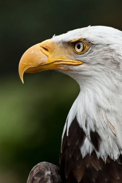 Bald Eagle Posing Stock Image