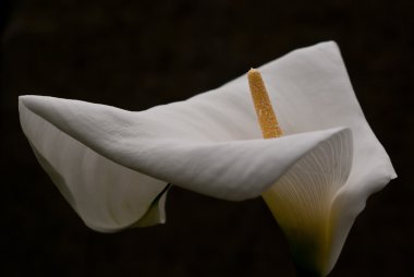 White lily calla clipart