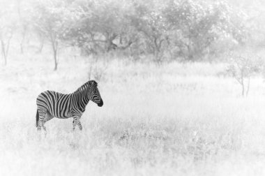 Zebra savannah üzerinde