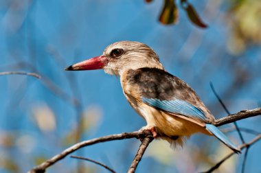 gri başlı kingfisher