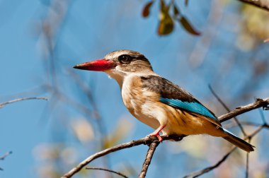 gri başlı kingfisher