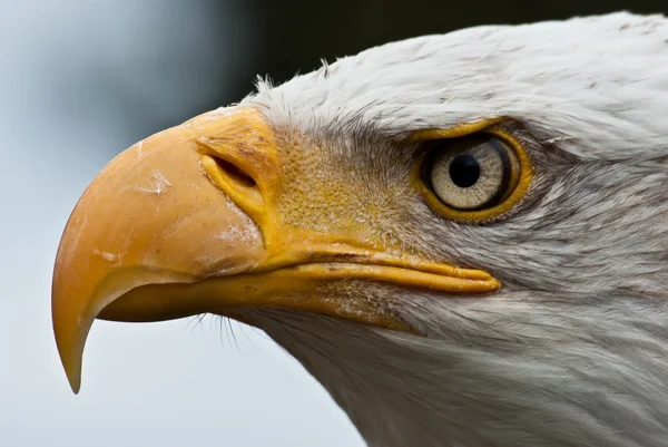 stock image Bald Eagle Posing