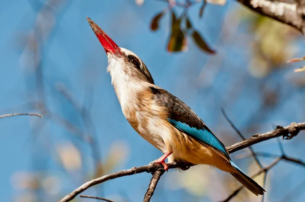 stock image Grey Headed Kingfisher