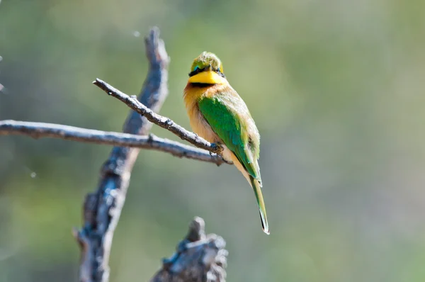 stock image Little african bee eater